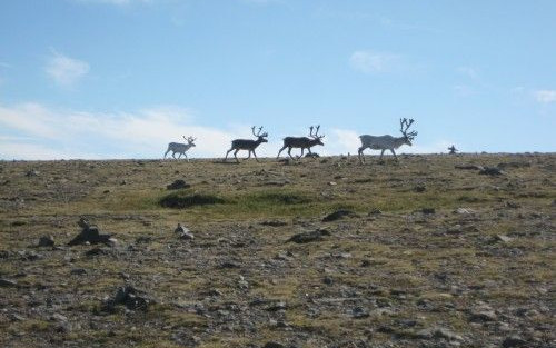 Da Torino a Capo Nord con ritorno dai fiordi