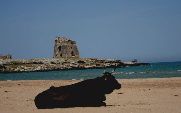Gargano