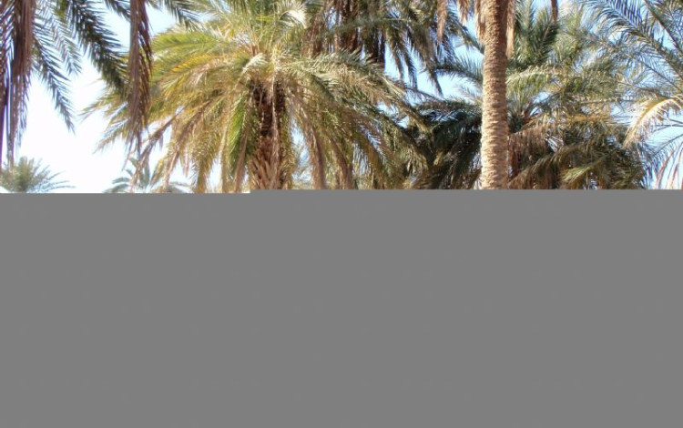 Capodanno 2011 in Tunisia
