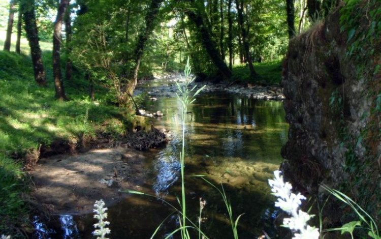 Dalle Foreste Casentinesi all'Adriatico