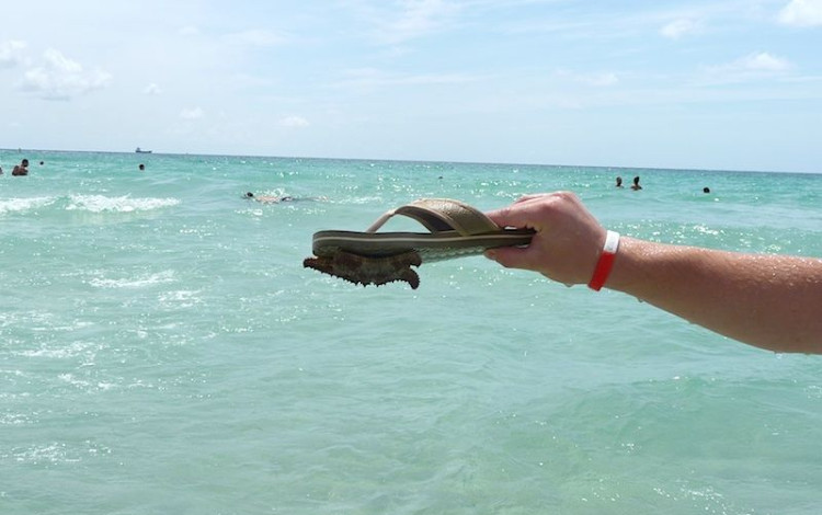 Miami Beach ... non in camper