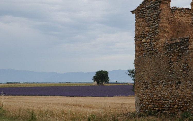 Ritorno in Provenza, fra i campi di lavanda 