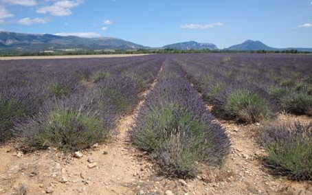 Profumi e colori di Provenza