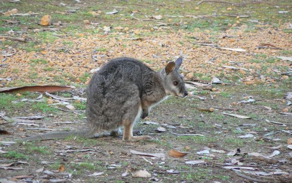 Australia