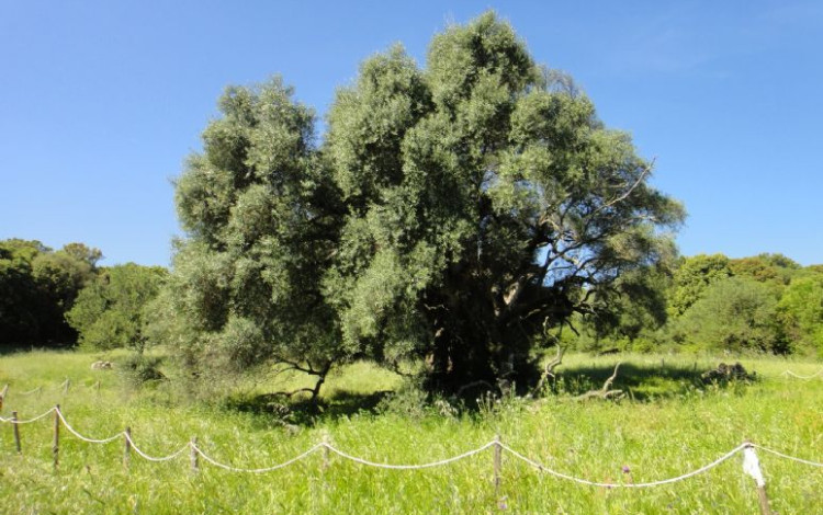 Sardegna  