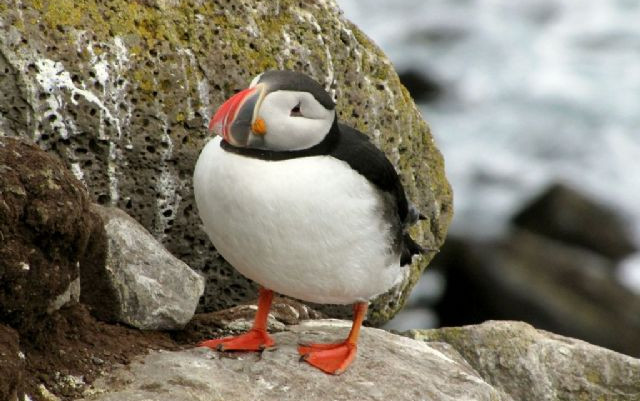 Islanda e FarOer 2012