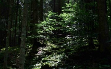 Altopiano di Asiago - Cesuna