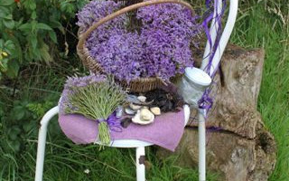 A caccia di fari in Danimarca
