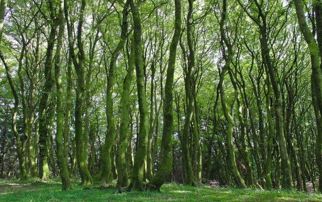 A caccia di fari in Danimarca