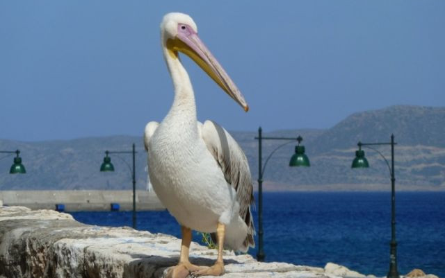 Creta 2012