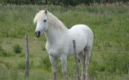 Camargue: la festa dei gitani