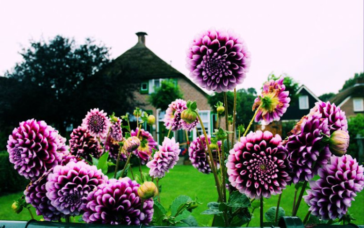 Olanda
