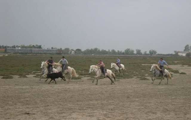 Viaggio in Camargue Aprile 2013