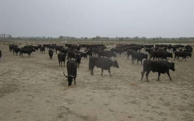 Viaggio in Camargue Aprile 2013