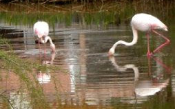 Viaggio in Camargue Aprile 2013