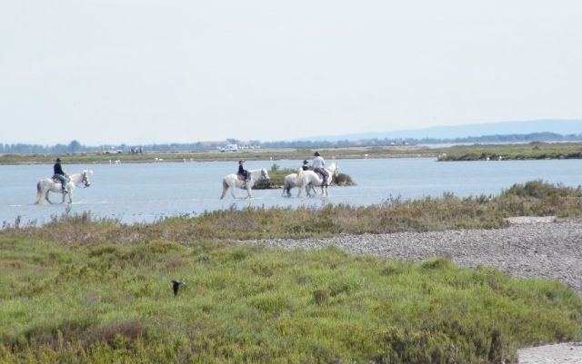 La Camargue, finalmente