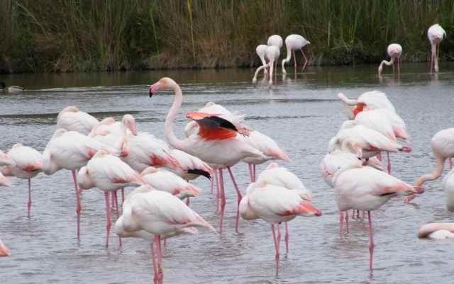 La Camargue, finalmente