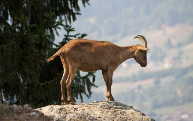 Carinzia, Slovenia, Venezia e Val di Ledro (TN)