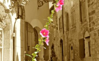 Provenza e Linguadoca 2011