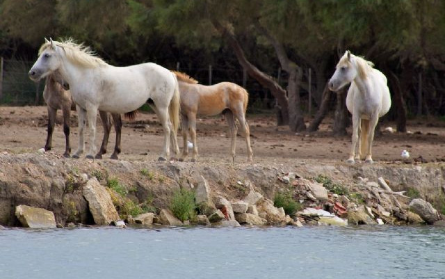 Provenza e Linguadoca 2011