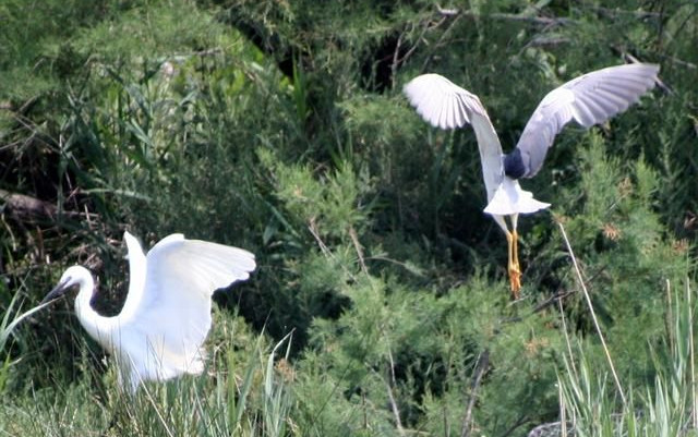 Provenza e Camargue