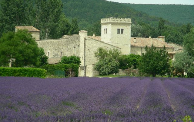 Lavande en fleur