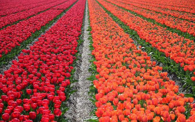 Olanda