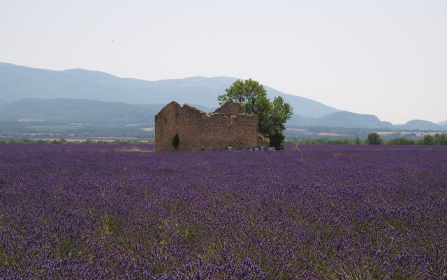 Lavanda 2015