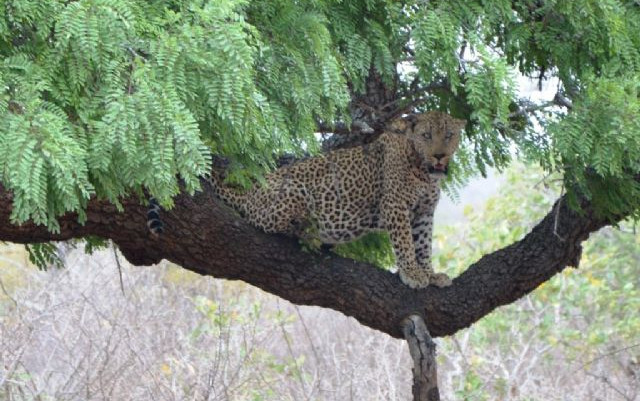 Sudafrica 2016