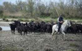 Camargue e dintorni