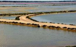 Camargue e dintorni
