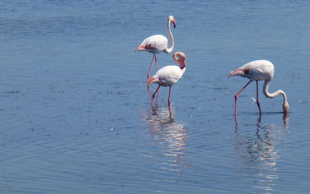 Camargue e dintorni