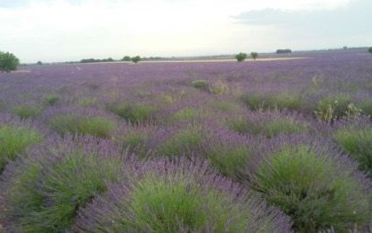 Provenza e Camargue 2017 