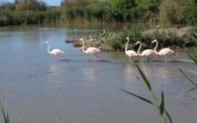 Provenza e Camargue 2017 