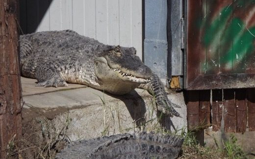 Pasqua 2018 tra zoo d'Abruzzo e Pescara