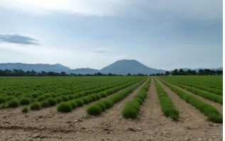 Calimero alle gole del Verdon