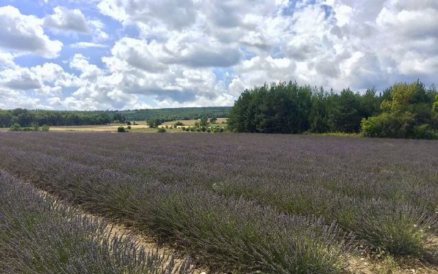 Campi di lavanda in Agosto - possibile!