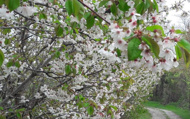 La fioritura dei ciliegi a Vignola