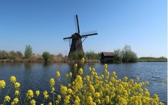 Olanda 2019: mulini e tulipani
