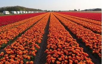 Olanda 2019: mulini e tulipani