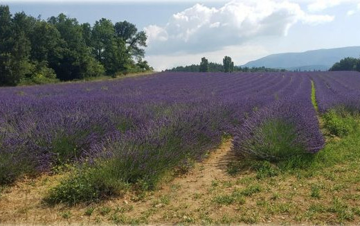 Provenza e Gorges du Verdon 