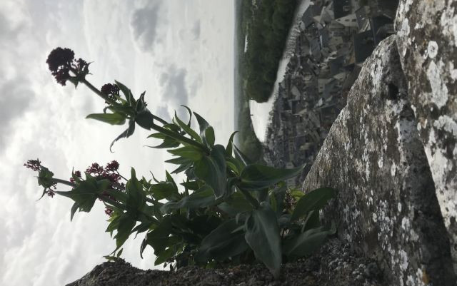 Castelli della Loira 2019