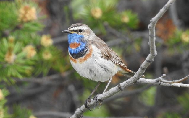 Natura nel Grande Nord in camper - Parte I