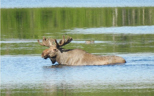 Natura nel Grande Nord in camper - Parte I