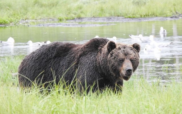 Natura nel Grande Nord in camper - Parte I