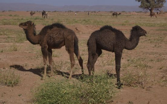 Viaggio in Marocco