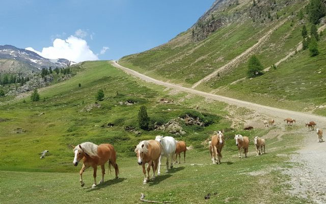 Dolomiti 2020