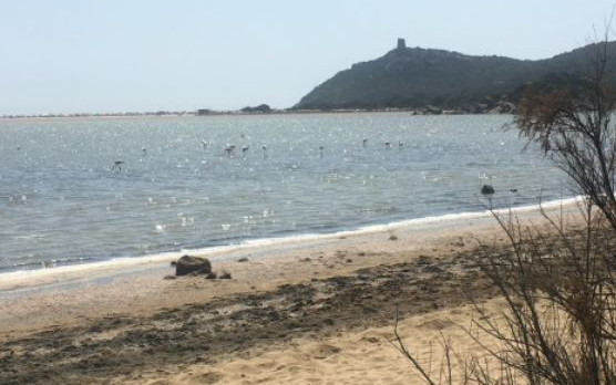 Sardegna 2019 - Profumo dei mirti in fiore!