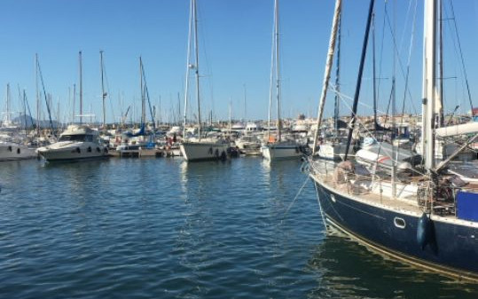 Sardegna 2019 - Profumo dei mirti in fiore!