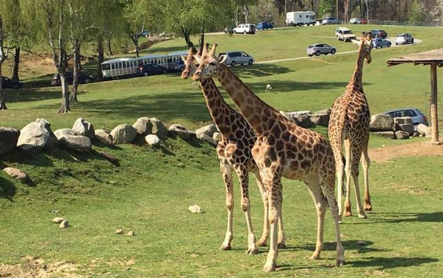 Parking & Camping Safari Park